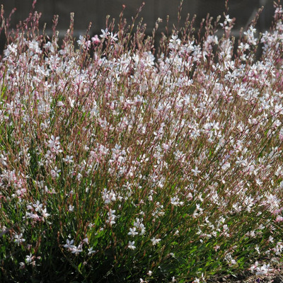 Gaura lindheimeri 'Gambit White'  Díszgyertya