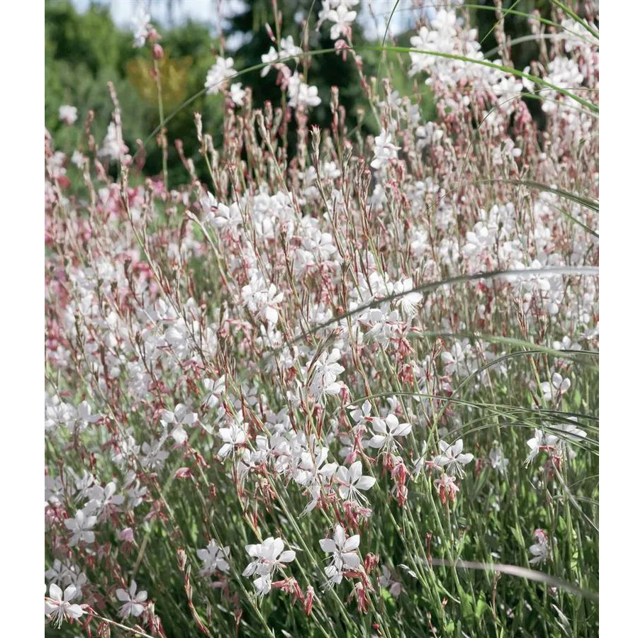D&iacute;szgyertya Gaura lindheimeri 'Nova'
