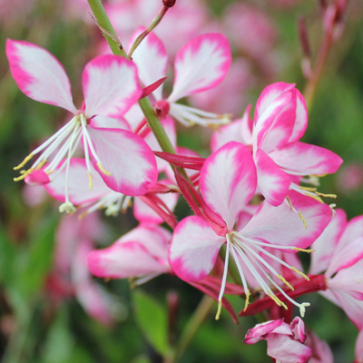 Gaura lindheimeri 'Rosy Jane' Díszgyertya