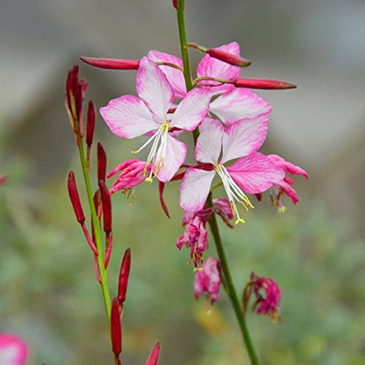 Díszgyertya Gaura lindheimeri 'Rosy Jane'