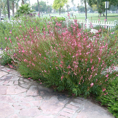 Gaura lindheimeri 'Siskiyou Pink' Díszgyertya