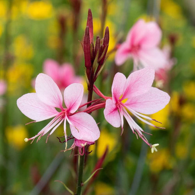 Díszgyertya Gaura lindheimeri 'Siskiyou Pink'