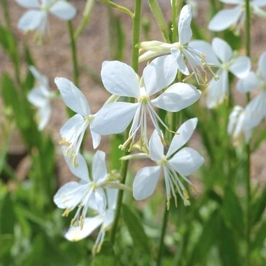 Gaura lindheimeri 'Snowbird' D&iacute;szgyertya