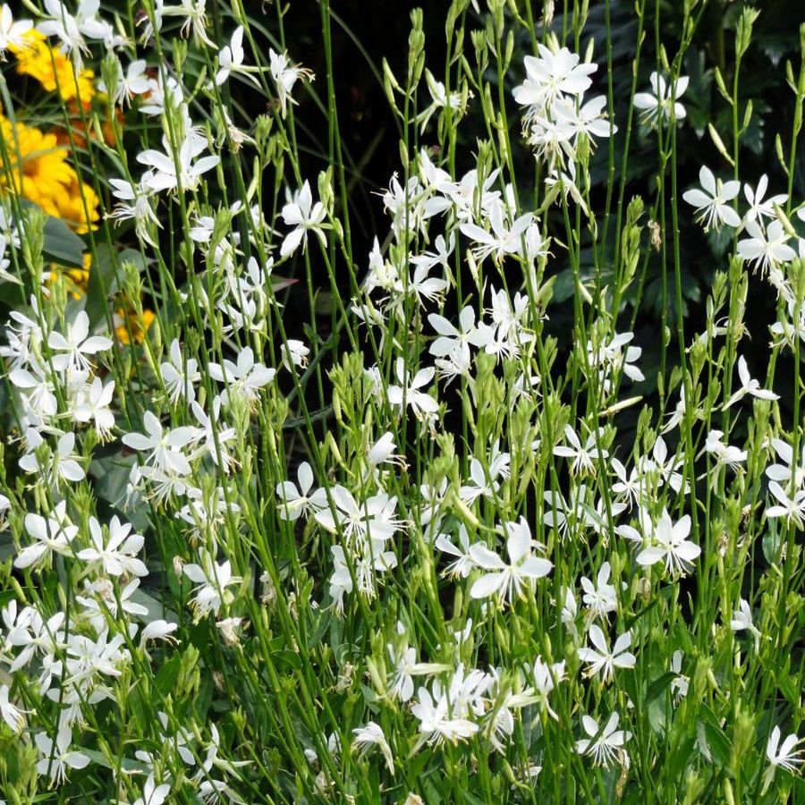 D&iacute;szgyertya Gaura lindheimeri 'Snowbird'