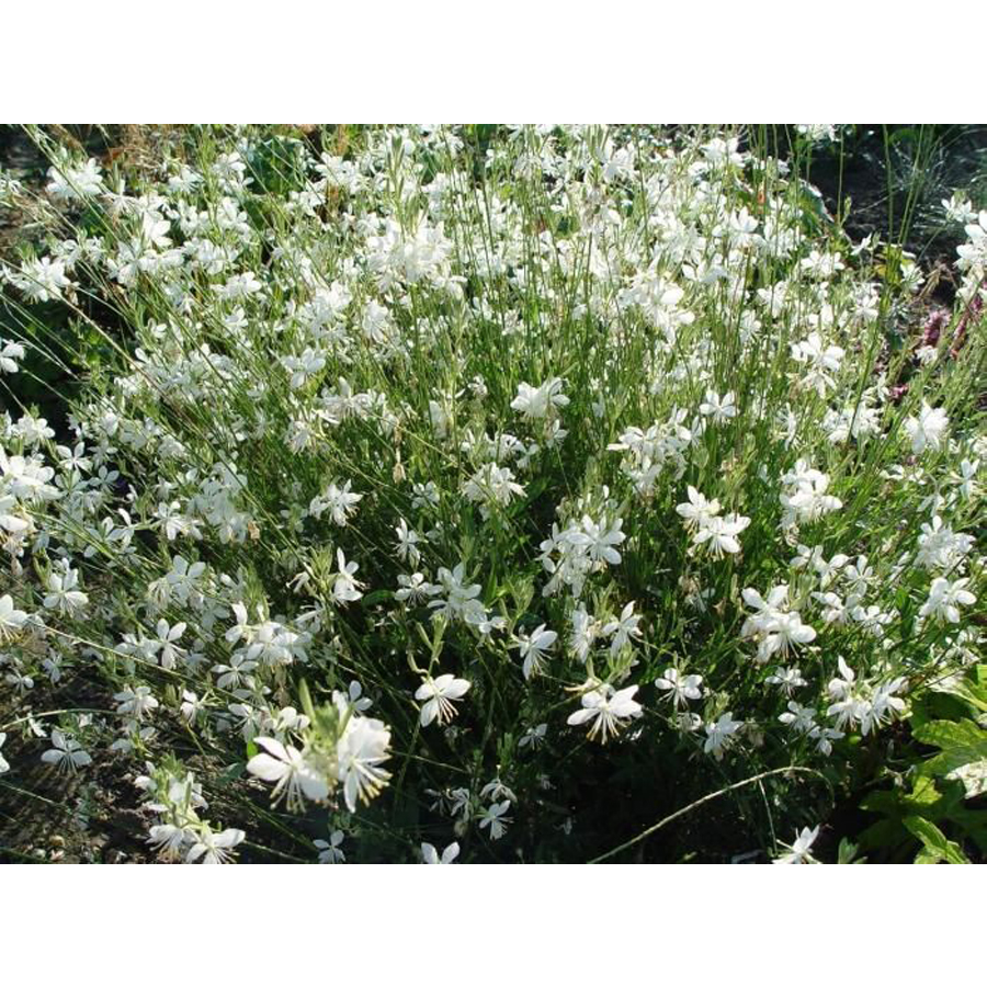 D&iacute;szgyertya Gaura lindheimeri 'Snowbird'