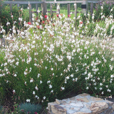 Gaura lindheimeri 'Snowstorm' D&iacute;szgyertya