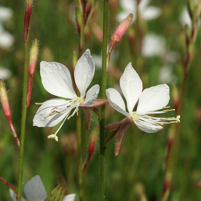 D&iacute;szgyertya Gaura lindheimeri 'Snowstorm'