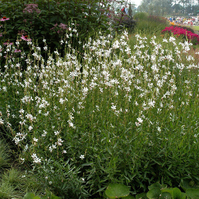 Gaura lindheimeri 'Whirling Butterflies'  Díszgyertya