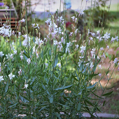 Gaura lindheimeri 'White Dove'  Díszgyertya