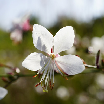 Díszgyertya Gaura lindheimeri 'White Dove' 