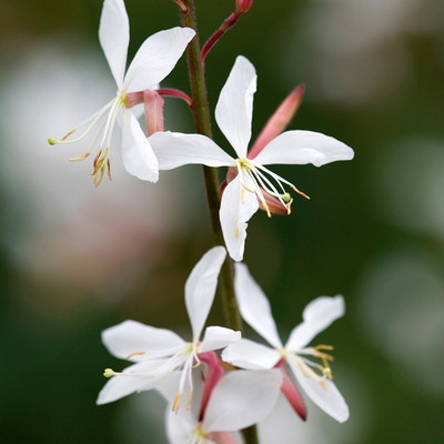 Díszgyertya Gaura lindheimeri