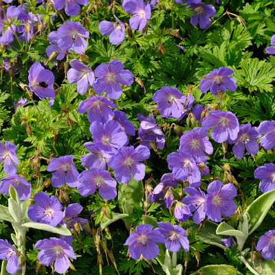 Geranium mix Gólyaorr fajták