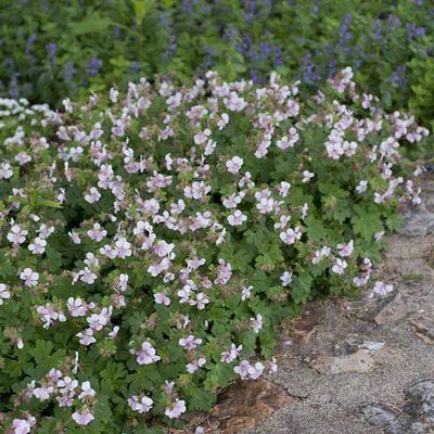 Gólyaorr fajták Geranium mix