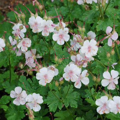 Geranium x cantabrigiense 'Biokovo' Gólyaorr