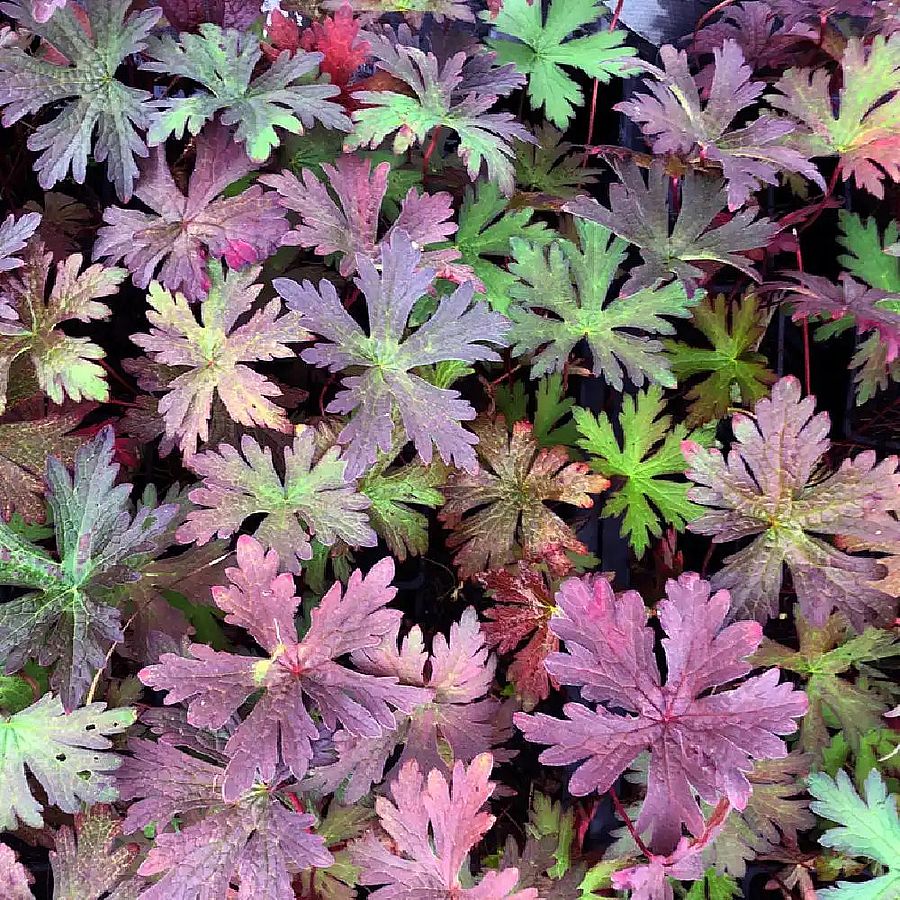 Gólyaorr Geranium 'Dark Eyes'