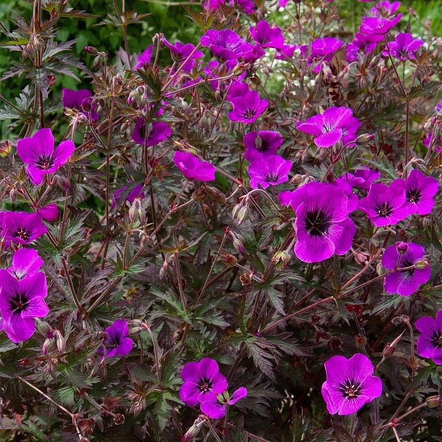 Gólyaorr Geranium 'Dark Eyes'