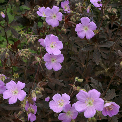 Gólyaorr fajták Geranium mix