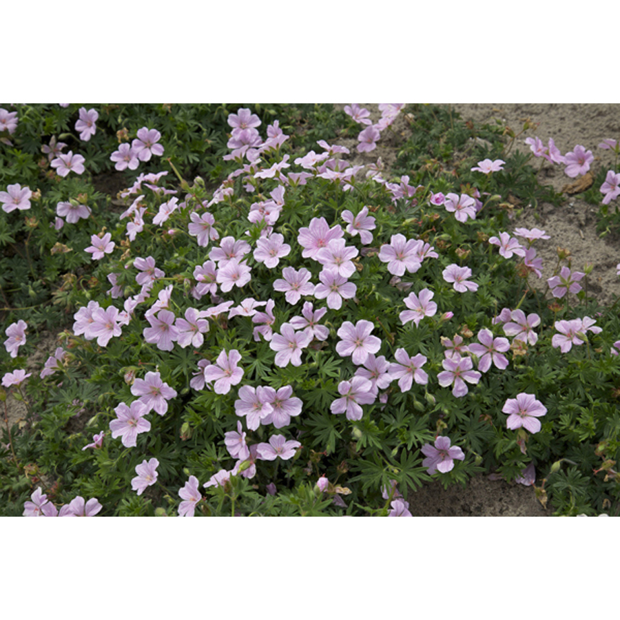 Geranium sanguineum 'Pink Pouffe' G&oacute;lyaorr