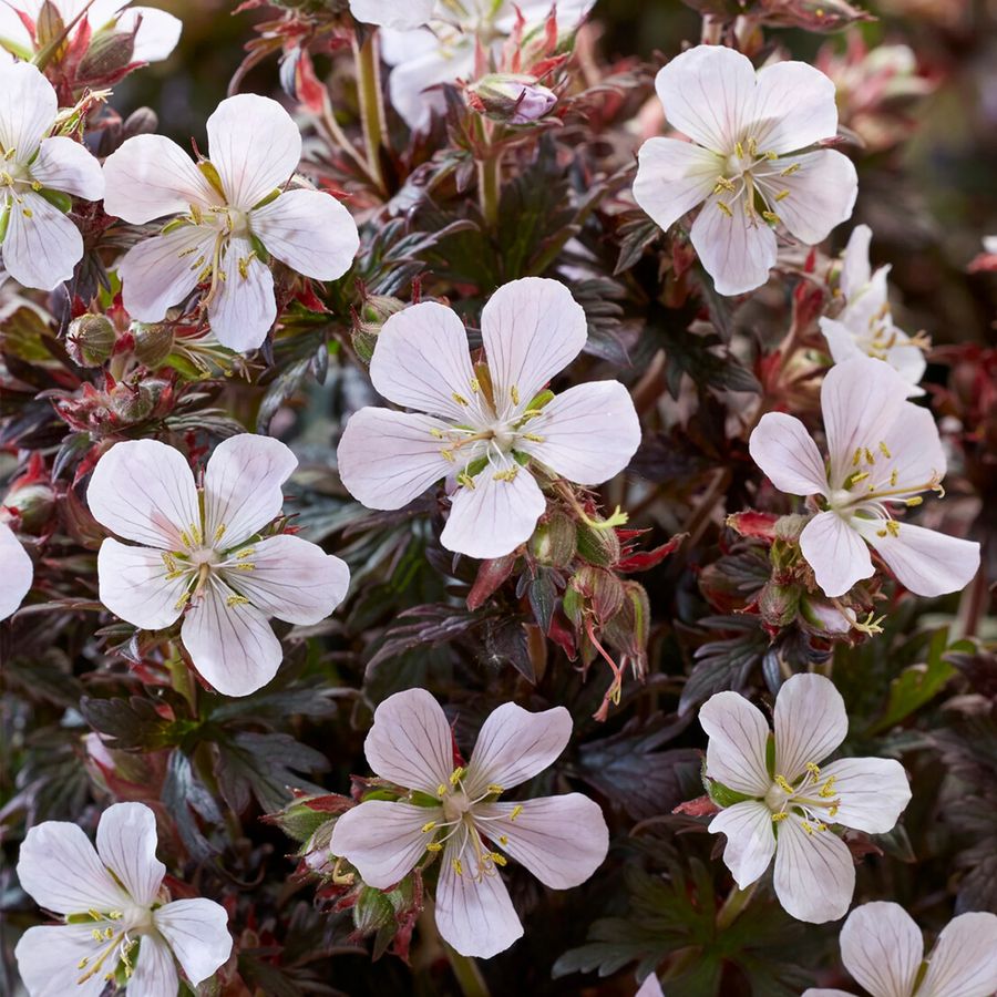 Geranium pratense 'Black and White' G&oacute;lyaorr