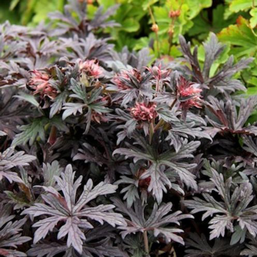 G&oacute;lyaorr Geranium pratense 'Black and White'