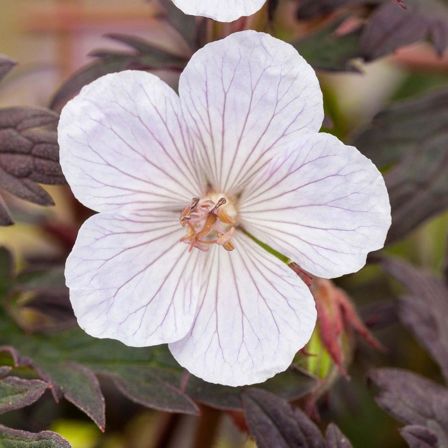G&oacute;lyaorr Geranium pratense 'Black and White'