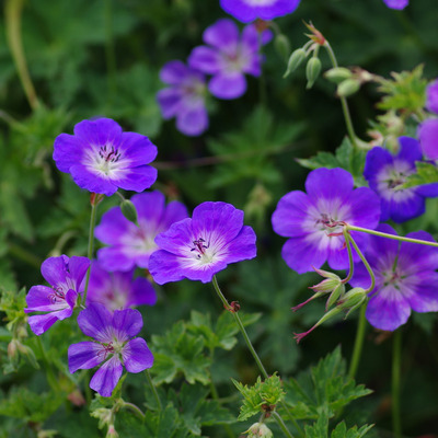 Gólyaorr fajták Geranium mix