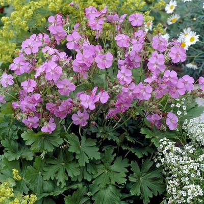 Geranium x cantabrigiense 'Karmina'&nbsp; G&oacute;lyaorr