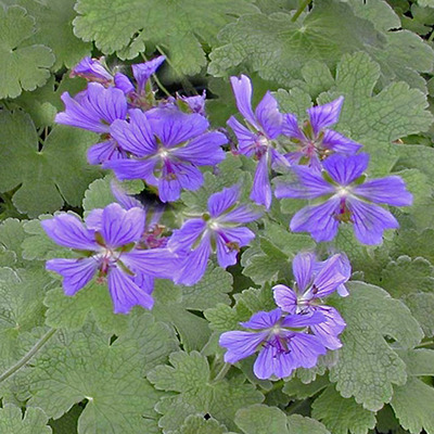 Geranium x renardii 'Philippe Vapelle' Gólyaorr