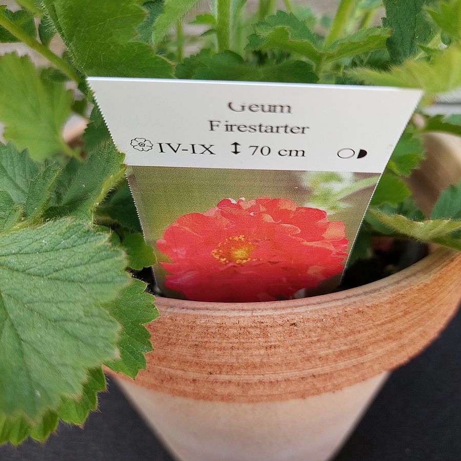 Gy&ouml;mb&eacute;rgy&ouml;k&eacute;r Geum 'Firestarter'