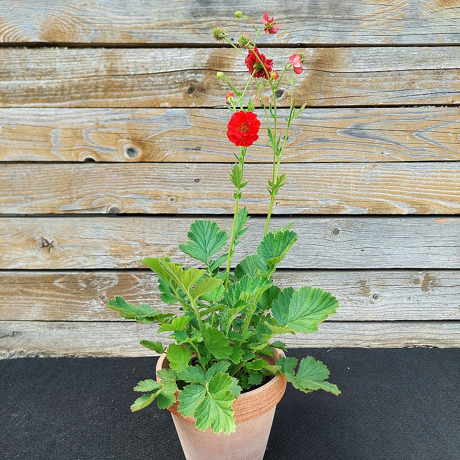 Gy&ouml;mb&eacute;rgy&ouml;k&eacute;r Geum 'Firestarter'
