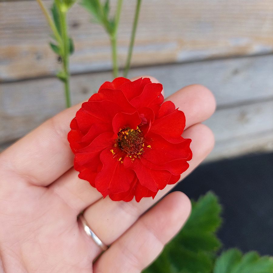 Gy&ouml;mb&eacute;rgy&ouml;k&eacute;r Geum 'Firestarter'