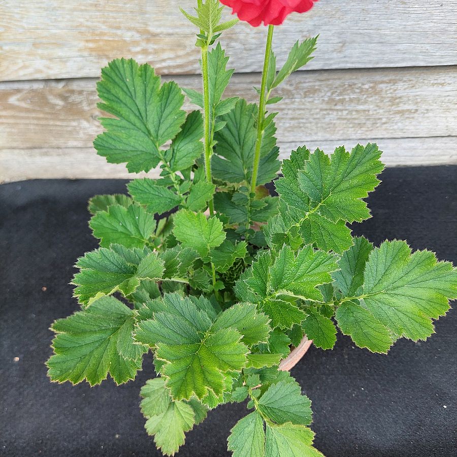 Gy&ouml;mb&eacute;rgy&ouml;k&eacute;r Geum 'Firestarter'