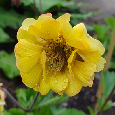 Gyömbérgyökér Geum 'Fluffy Yellow'