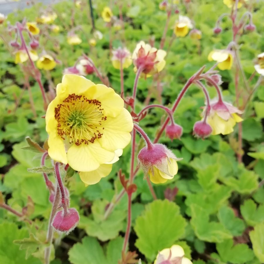 Geum 'Lemon Drops' Gy&ouml;mb&eacute;rgy&ouml;k&eacute;r