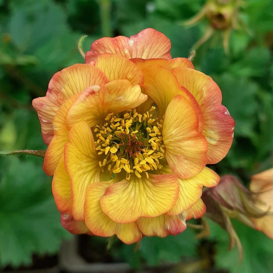 Geum 'Nonna' Gy&ouml;mb&eacute;rgy&ouml;k&eacute;r