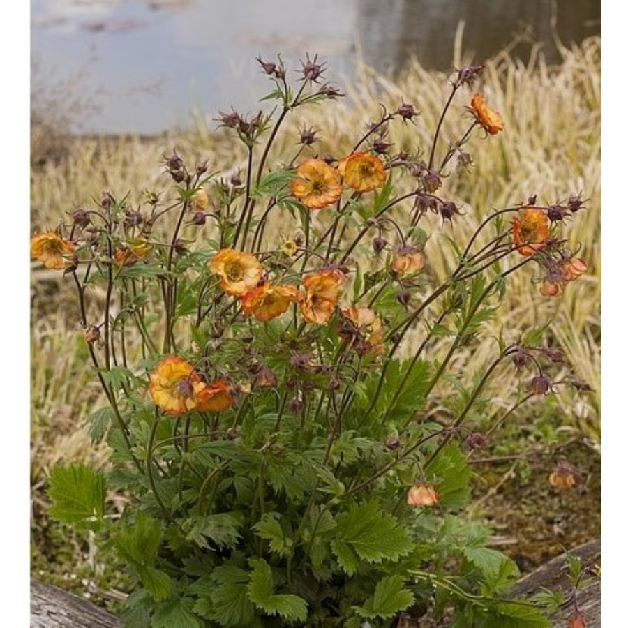 Gy&ouml;mb&eacute;rgy&ouml;k&eacute;r Geum 'Nonna'