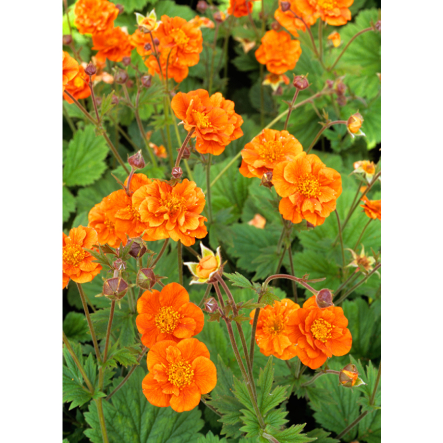 Geum 'Werner Arends' Gyömbérgyökér