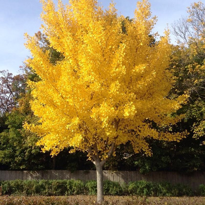 Ginkgo biloba 'Autumn Gold' Páfrányfenyő (hímivarú)