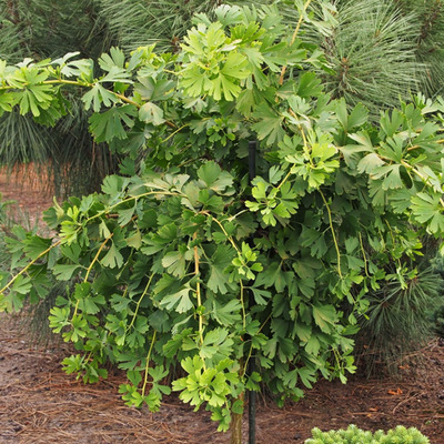 Ginkgo biloba 'Boleslav Chrobry' Cs&uuml;ngő p&aacute;fr&aacute;nyfenyő