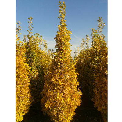Ginkgo biloba 'Eiffel' Oszlopos páfrányfenyő