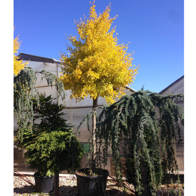 Oszlopos páfrányfenyő Ginkgo biloba 'Fastigiata Blagon'