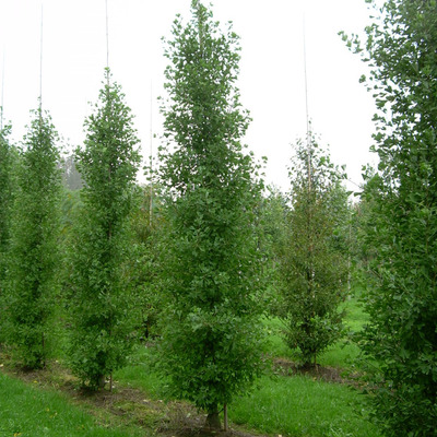 Ginkgo biloba 'Fastigiata Blagon' Oszlopos páfrányfenyő