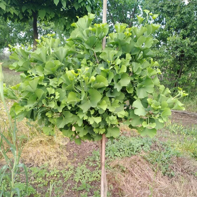 Ginkgo biloba 'Globosa' Gömb páfrányfenyő