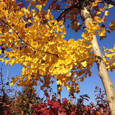 Ginkgo biloba 'Horizontalis' Ernyőkoronájú páfrányfenyő