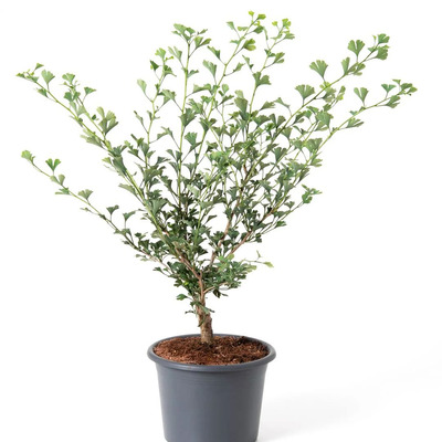 Ginkgo biloba 'Little Emperor' Törpe páfrányfenyő