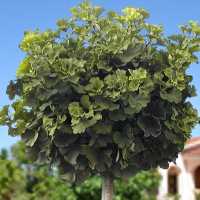 Ginkgo biloba 'Mariken' Törpe páfrányfenyő