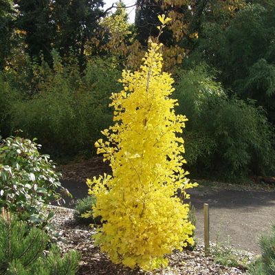 Ginkgo biloba 'Menhir' Oszlopos páfrányfenyő