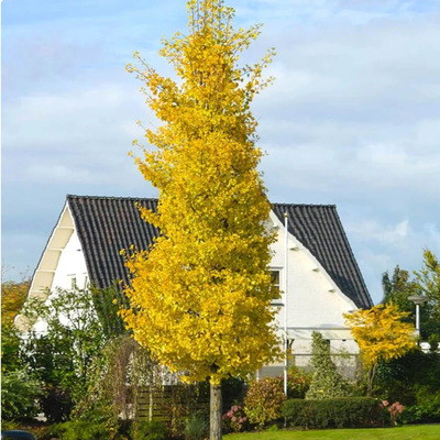 Ginkgo biloba 'Princeton Sentry' Páfrányfenyő (hímivarú)