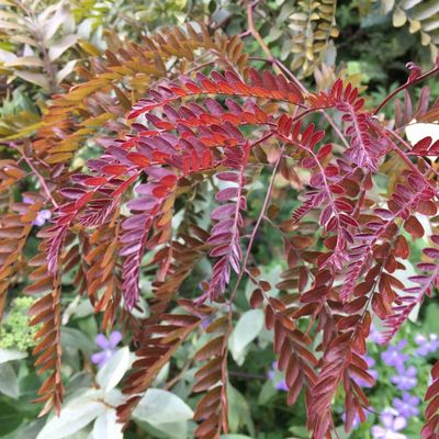 Gleditsia triacanthos 'Rubylace' Lepényfa