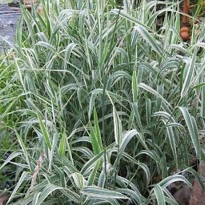 Glyceria maxima 'Variegata' Cs&iacute;kos harmatk&aacute;sa